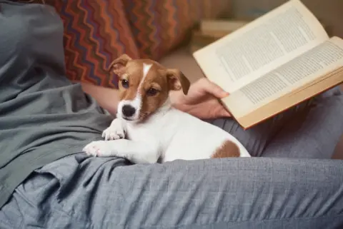 woman-relaxing-sofa-reading-book-with-jack-russel-puppy-dog-1