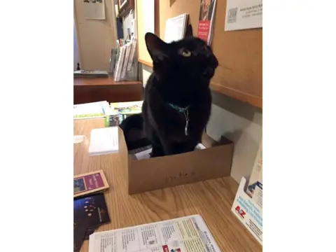 Pet ljupkih maca bibliotekarki - slika 2