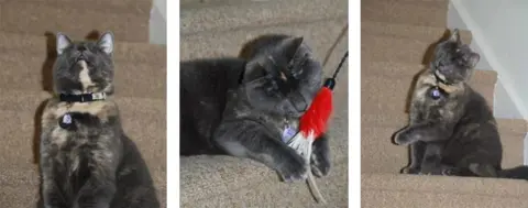 Pet ljupkih maca bibliotekarki - slika 5