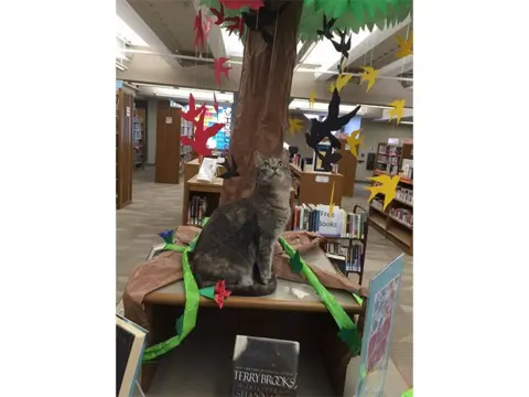 Pet ljupkih maca bibliotekarki - slika 3