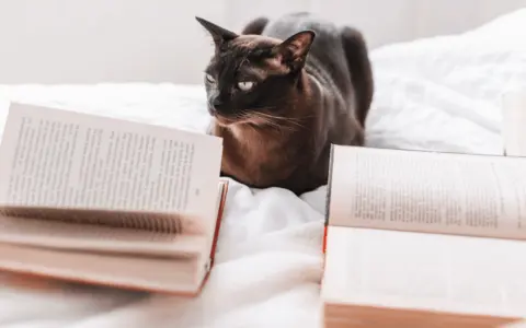 books-near-cat-bed