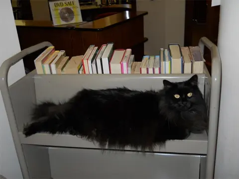 Pet ljupkih maca bibliotekarki - slika 6