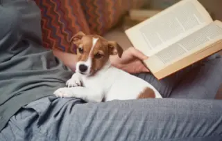 9 najboljih čovekovih prijatelja kao književnih junaka