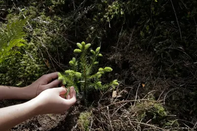 4-Photo-Bjorvika-Utvikling-by-Kristin-von-Hirsch-mladice-u-sumi-Nurmarka