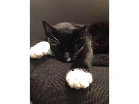 Pet ljupkih maca bibliotekarki - slika 4