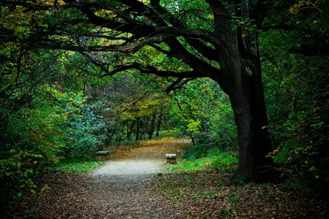 Draži samoće u vreme odsustva društvenog kontakta - slika 1